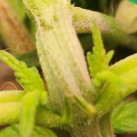 Blue Dream #3 growlog timeline photo