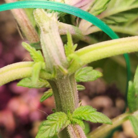 Blue Dream #3 growlog timeline photo