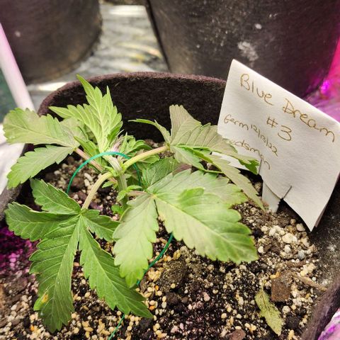 Blue Dream #3 growlog timeline photo
