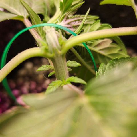 Blue Dream #3 growlog timeline photo