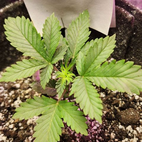 Purple Ghost Candy #2 growlog photo: Maybe calcium.its light green new growth. Looks like interveining chlorosis starting on top leaves. 2nd node leaves look healthy. 1st set of real leaves are kinda papery. Interveinal browning. Now that I'm looking at this and comparing other plants, it appears lesser but there in other plants. Hmmm...