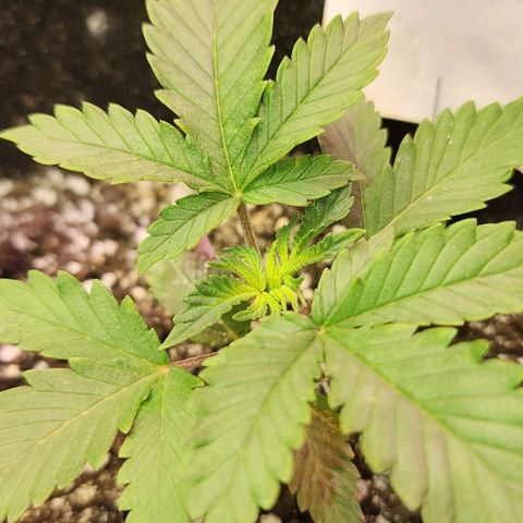 Purple Ghost Candy #2 growlog photo: Maybe calcium.its light green new growth. Looks like interveining chlorosis starting on top leaves. 2nd node leaves look healthy. 1st set of real leaves are kinda papery. Interveinal browning. Now that I'm looking at this and comparing other plants, it appears lesser but there in other plants. Hmmm...