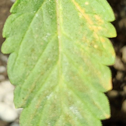Purple Ghost Candy #2 growlog photo: Maybe calcium.its light green new growth. Looks like interveining chlorosis starting on top leaves. 2nd node leaves look healthy. 1st set of real leaves are kinda papery. Interveinal browning. Now that I'm looking at this and comparing other plants, it appears lesser but there in other plants. Hmmm...