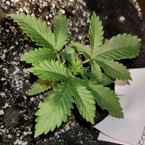 Purple Ghost Candy #2 growlog photo: Maybe calcium.its light green new growth. Looks like interveining chlorosis starting on top leaves. 2nd node leaves look healthy. 1st set of real leaves are kinda papery. Interveinal browning. Now that I'm looking at this and comparing other plants, it appears lesser but there in other plants. Hmmm...