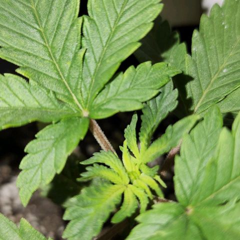 Purple Ghost Candy #2 growlog photo: Maybe calcium.its light green new growth. Looks like interveining chlorosis starting on top leaves. 2nd node leaves look healthy. 1st set of real leaves are kinda papery. Interveinal browning. Now that I'm looking at this and comparing other plants, it appears lesser but there in other plants. Hmmm...