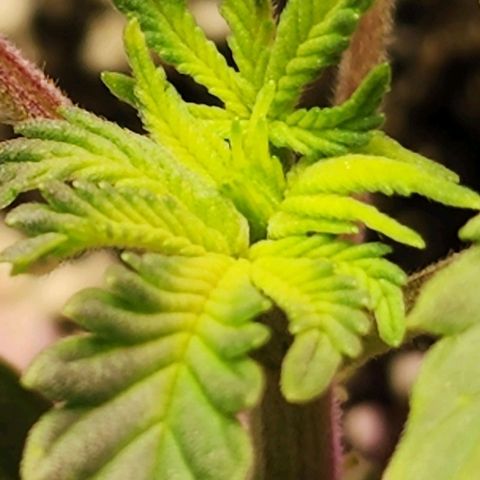 Purple Ghost Candy #2 growlog photo: Maybe calcium.its light green new growth. Looks like interveining chlorosis starting on top leaves. 2nd node leaves look healthy. 1st set of real leaves are kinda papery. Interveinal browning. Now that I'm looking at this and comparing other plants, it appears lesser but there in other plants. Hmmm...