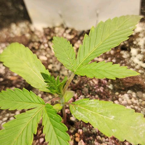 White Widow growlog photo: Interveining chlorosis.  Shit!