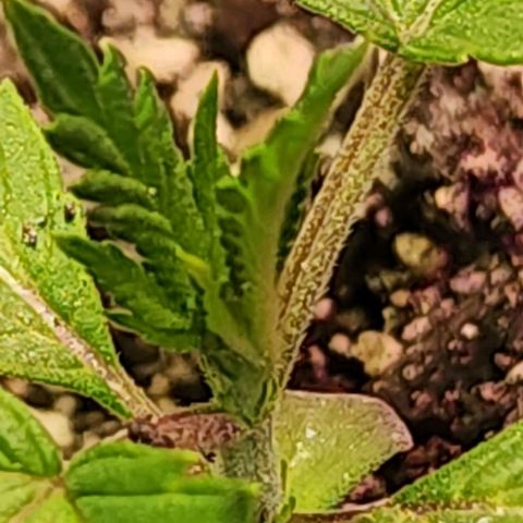 White Widow growlog photo: Interveining chlorosis.  Shit!