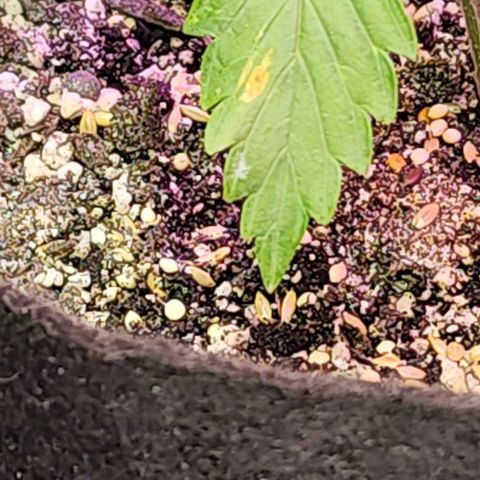 Blue Dream #3 growlog photo: Brown spot