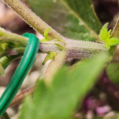 Purple Ghost Candy #2 growlog photo: Watched grow