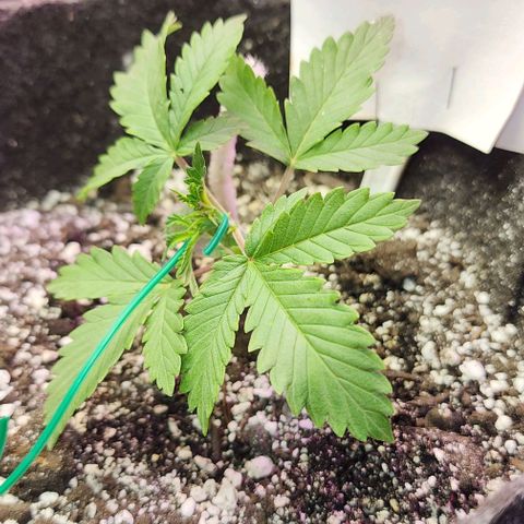 Purple Ghost Candy #2 growlog photo: Watched grow