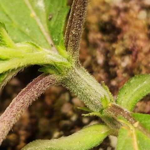 White Widow growlog timeline photo