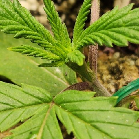 White Widow growlog timeline photo