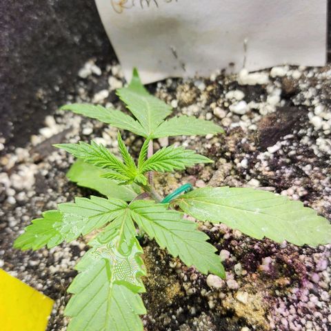 White Widow growlog timeline photo