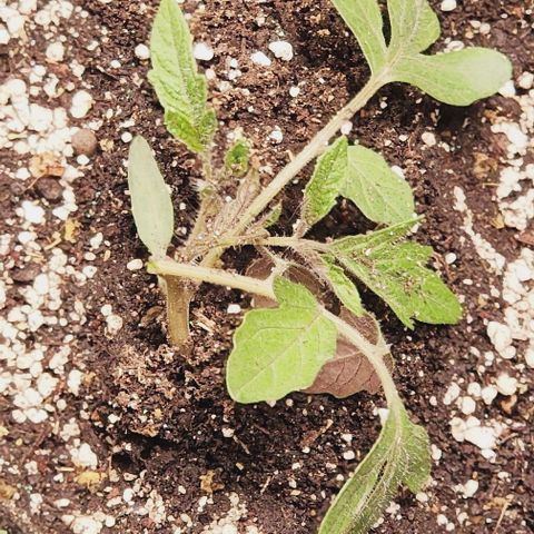 🍅 Plants.  growlog timeline photo