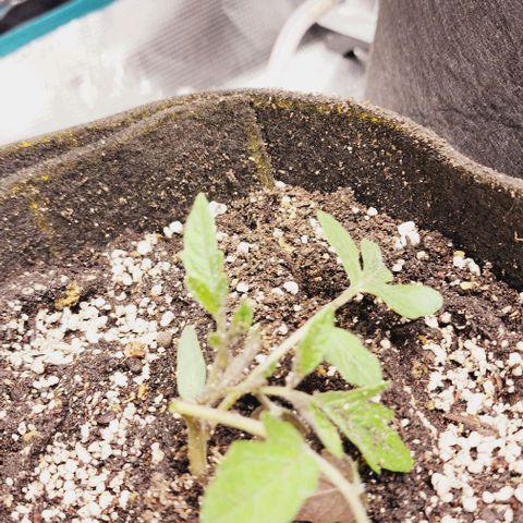 🍅 Plants.  growlog timeline photo