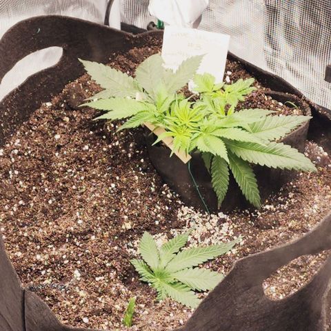 Blue Dream #3 growlog timeline photo