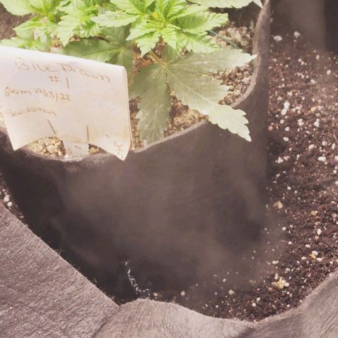 Blue Dream #1 growlog timeline photo
