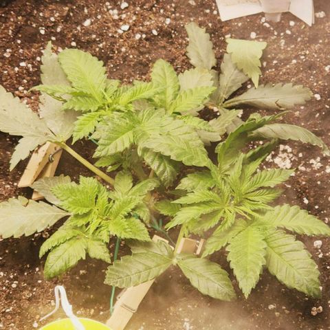 Blue Dream #2 growlog timeline photo