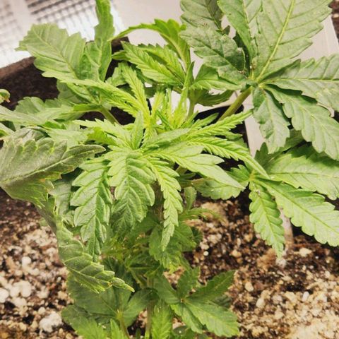 Purple Ghost Candy #2 growlog timeline photo