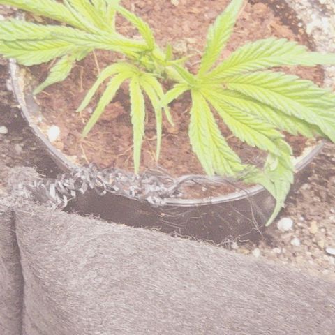 Blue Dream #3 growlog photo: Tip I Snapped (TIS)