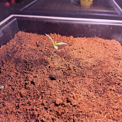 Maggus growlog timeline photo