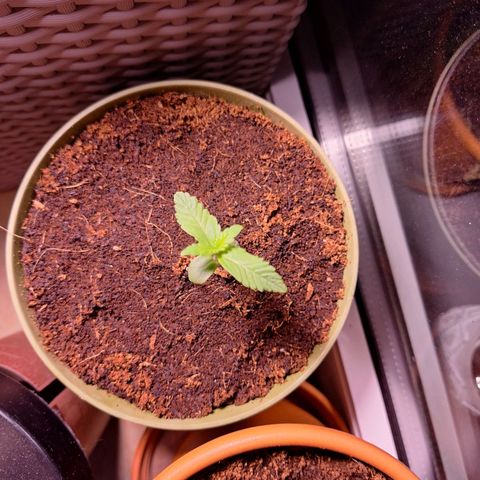 Maggus growlog timeline photo