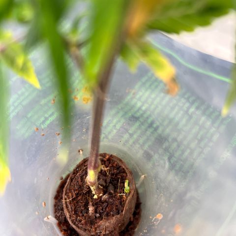 Strappata Per sbaglio  growlog photo: Fatta alle 06:30