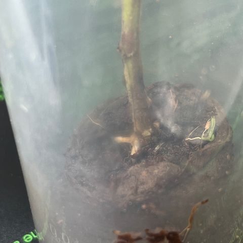 Strappata Per sbaglio  growlog photo: Fatta alle 03:45
