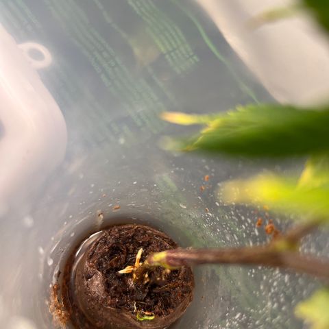 Strappata Per sbaglio  growlog photo: Fatta alle 01:30