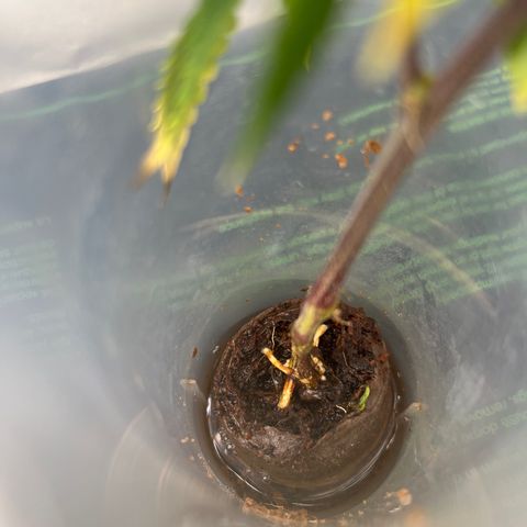 Strappata Per sbaglio  growlog photo: Fatta alle 05:25