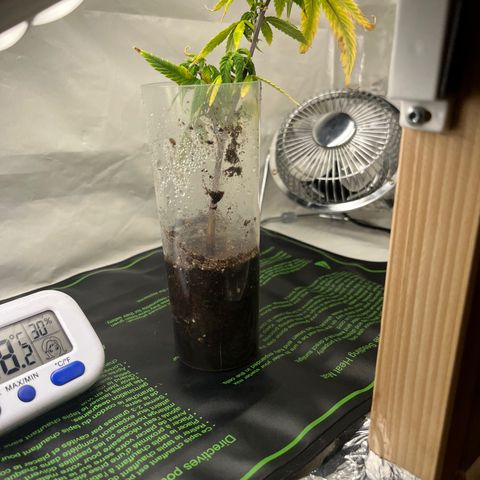 Strappata Per sbaglio  growlog photo: Fatta alle 22:45
Aggiunto terra leggera perche le radici fuoriuscivano dalla parte superiore del vasetto di jiffy