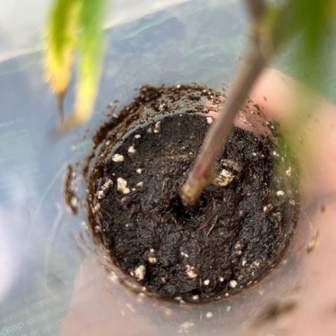 Strappata Per sbaglio  growlog photo: Fatta alle 00:50