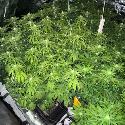 Strappata Per sbaglio  growlog photo: Fatta alle 09:54 [scattata 3 sec. dopo lo spegnimento delle luci]