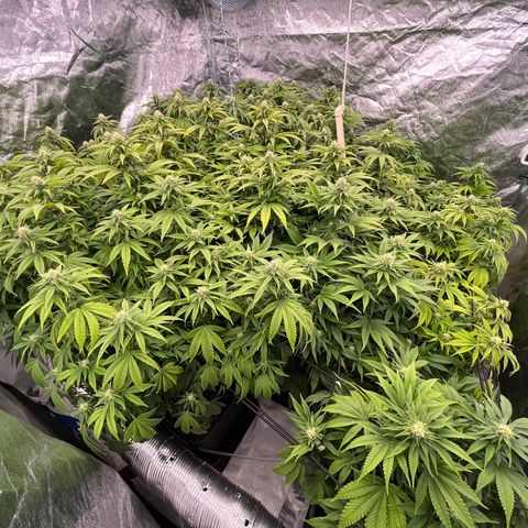 Strappata Per sbaglio  growlog photo: Fatta alle 09:50