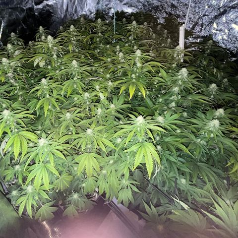 Strappata Per sbaglio  growlog photo: Fatta alle 09:57