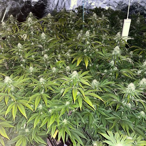 Strappata Per sbaglio  growlog photo: Fatta alle 09:55