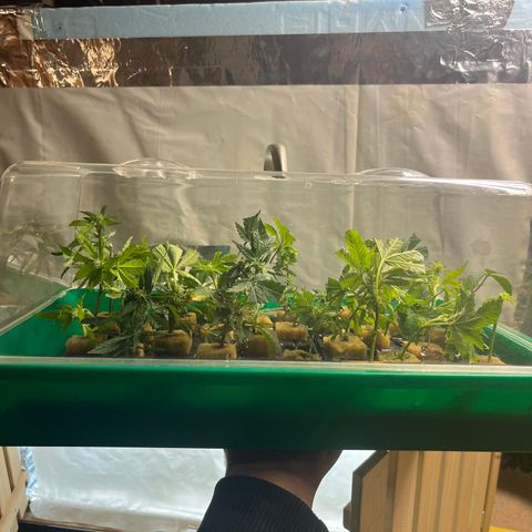 C2 Cloni Super Skunk Kush growlog photo: Fatta alle 09:00
