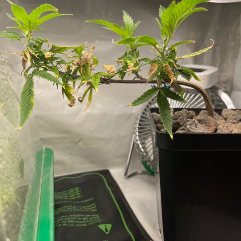 Strappata Per sbaglio  growlog timeline photo