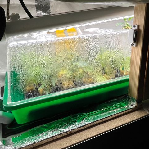 C2 Cloni Super Skunk Kush growlog photo: Fatta alle 07:50