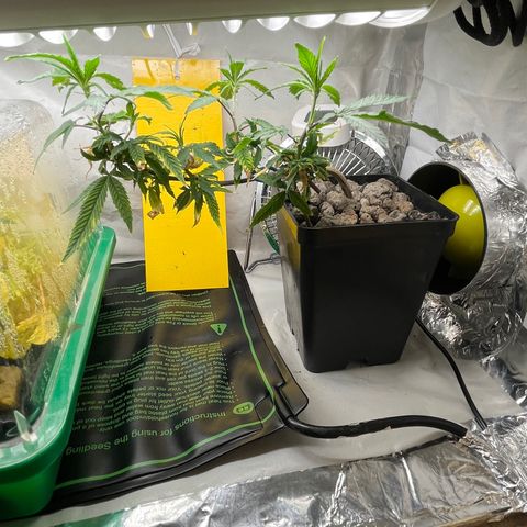 Strappata Per sbaglio  growlog photo: Fatta alle 05:05