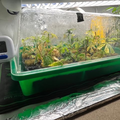 C2 Cloni Super Skunk Kush growlog photo: Fatta alle 00:20