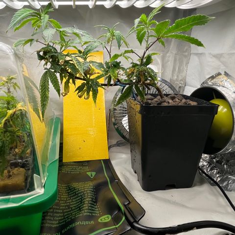 Strappata Per sbaglio  growlog photo: Fatta alle 00:20