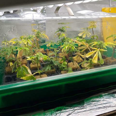 C2 Cloni Super Skunk Kush growlog photo: Fatta alle 01:55