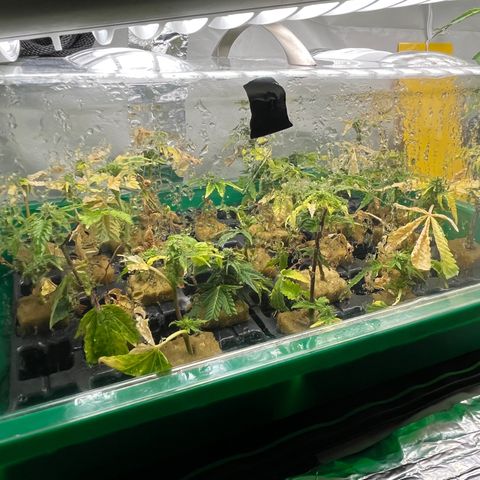C2 Cloni Super Skunk Kush growlog photo: Fatto alle 04:20