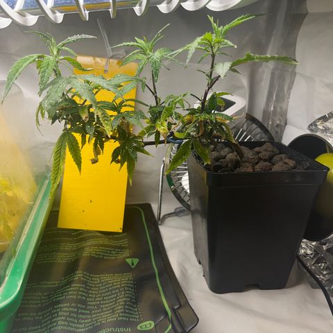 Strappata Per sbaglio  growlog photo: Fatta alle 01:30