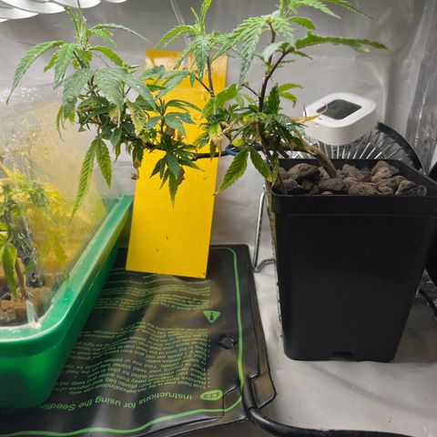 Strappata Per sbaglio  growlog photo: Fatta alle 02:50
