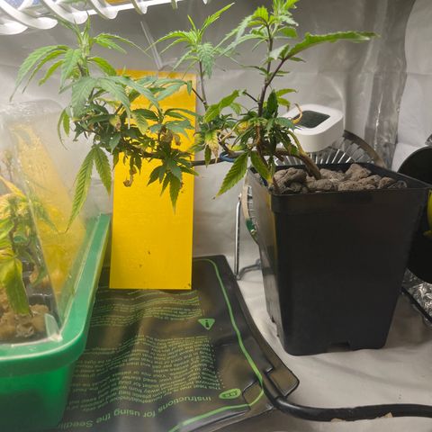 Strappata Per sbaglio  growlog photo: Fatta alle 01:20