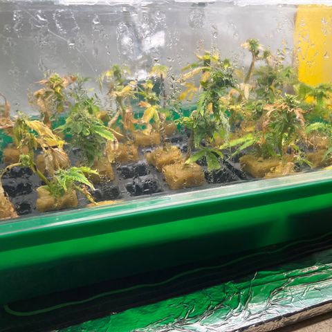 C2 Cloni Super Skunk Kush growlog photo: Fatta alle 09:50