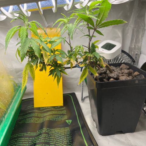 Strappata Per sbaglio  growlog photo: Fatta alle 09:50